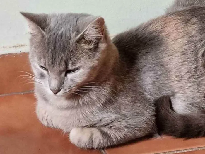 Gato ra a Felino SRD idade 7 a 11 meses nome Sasha