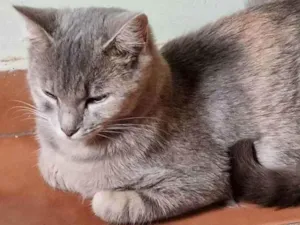 Gato raça Felino SRD idade 7 a 11 meses nome Sasha