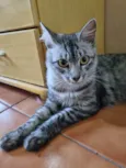 Gato raça Felino SRD idade 7 a 11 meses nome Lili