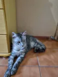 Gato raça Felino SRD idade 7 a 11 meses nome Lili
