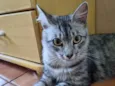 Gato raça Felino SRD idade 7 a 11 meses nome Lili