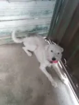 Blanco