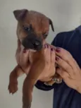 Nininha