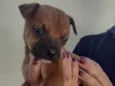 Nininha