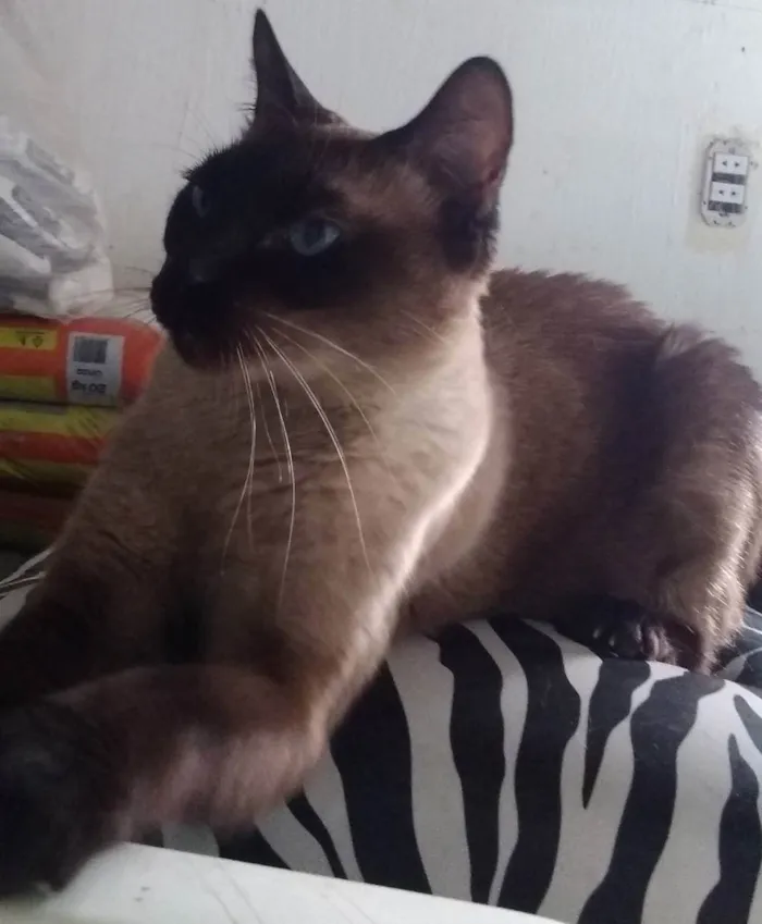 Gato ra a Srd idade 5 anos nome Amora