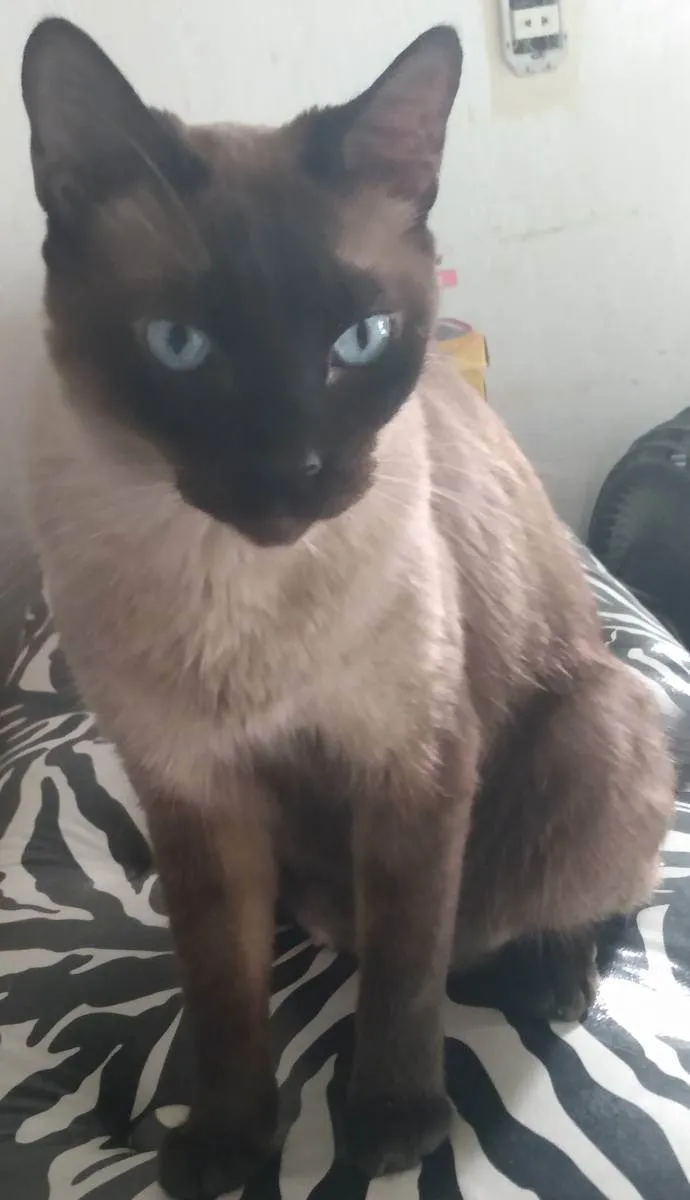 Gato ra a Srd idade 5 anos nome Amora