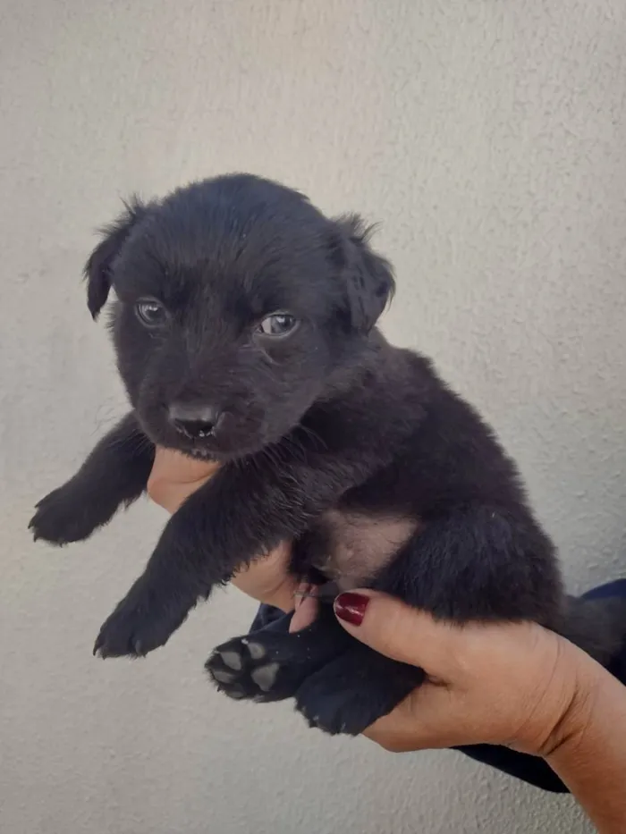 Cachorro ra a indefinida idade 2 a 6 meses nome Gordo