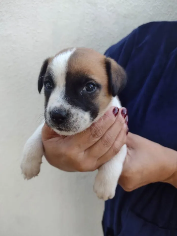 Cachorro ra a indefinida idade 2 a 6 meses nome Branquinha