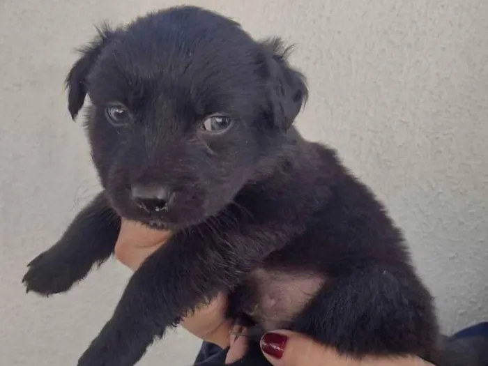 Cachorro ra a indefinida idade 2 a 6 meses nome Gordo