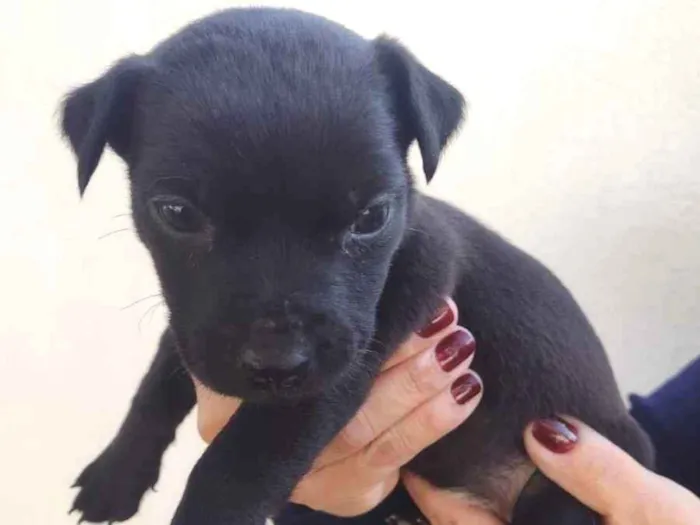 Cachorro ra a indefinida idade 2 a 6 meses nome Pretinha