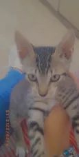 Amora