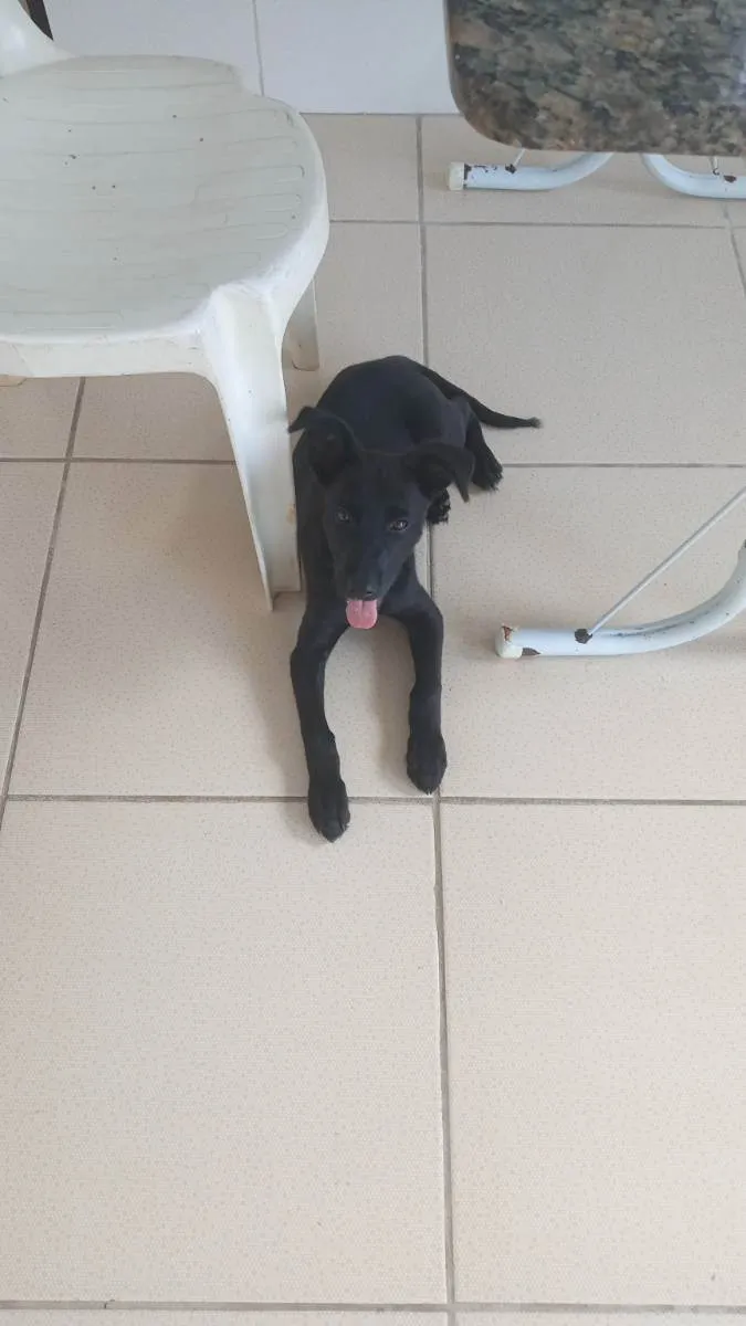 Cachorro ra a Sem raça definida idade 2 a 6 meses nome Agatha