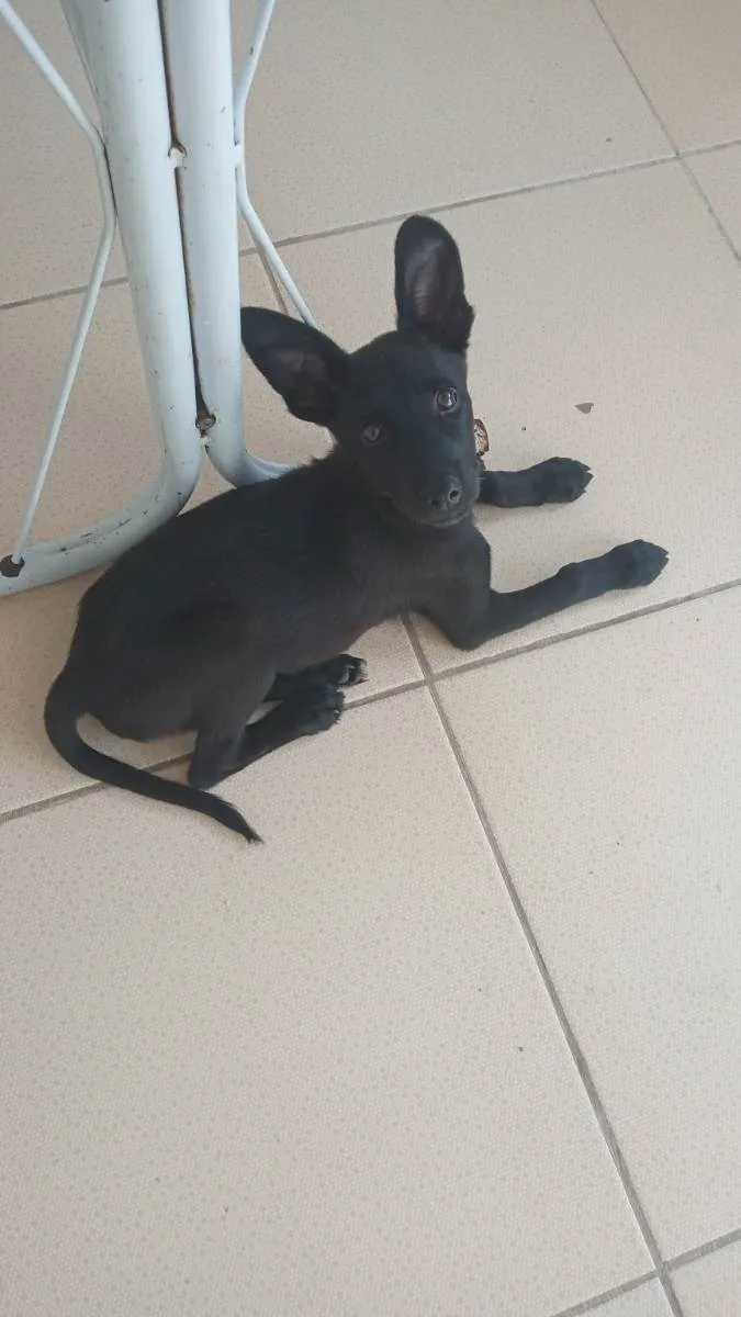 Cachorro ra a Sem raça definida idade 2 a 6 meses nome Agatha