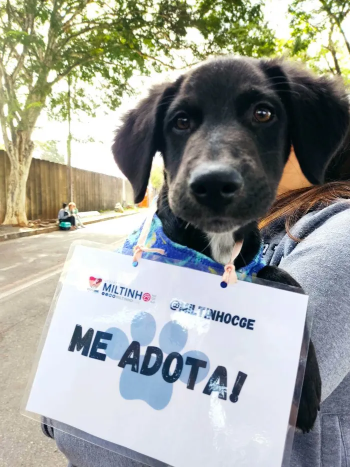 Cachorro raça Srd idade 2 a 6 meses nome Luca