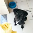 Luca