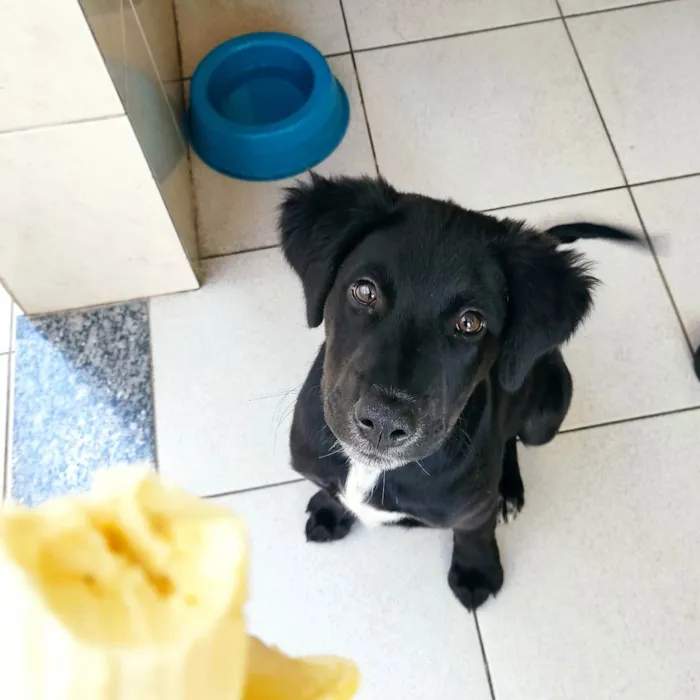 Cachorro raça Srd idade 2 a 6 meses nome Luca