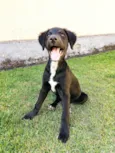 Luca