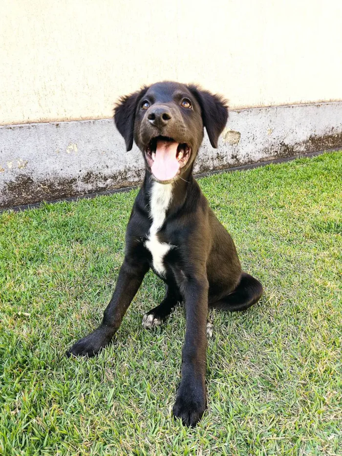 Cachorro raça Srd idade 2 a 6 meses nome Luca