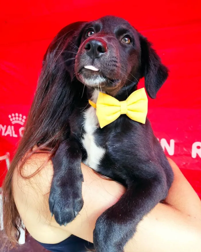 Cachorro raça Srd idade 2 a 6 meses nome Luca