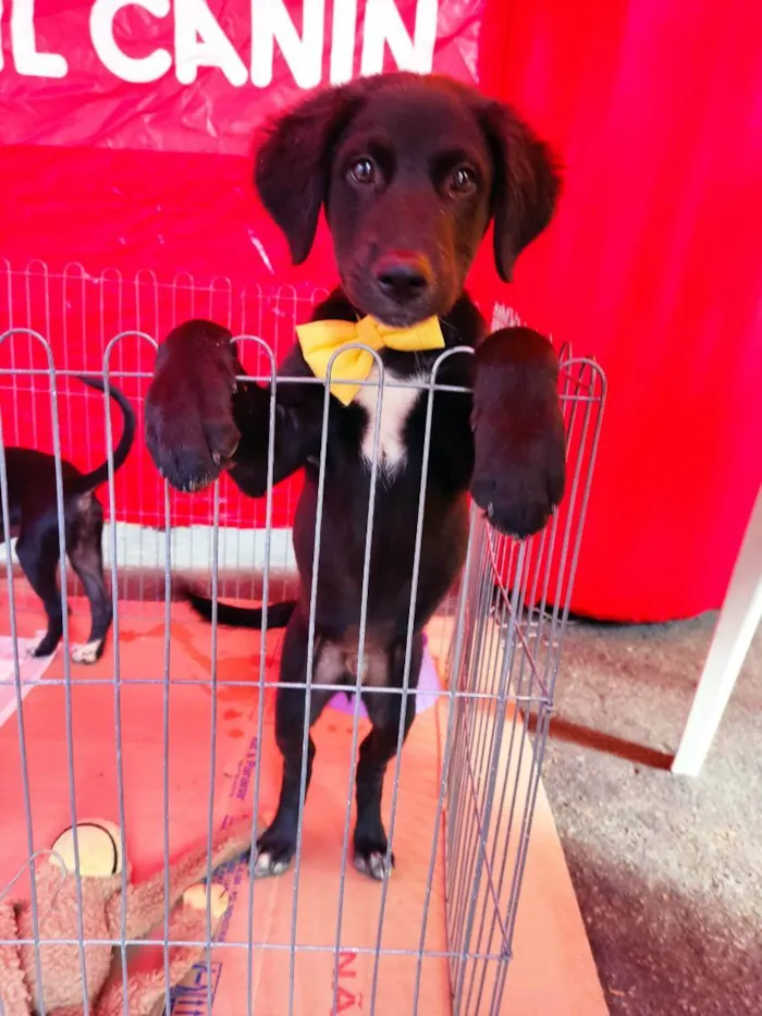 Cachorro raça Srd idade 2 a 6 meses nome Luca