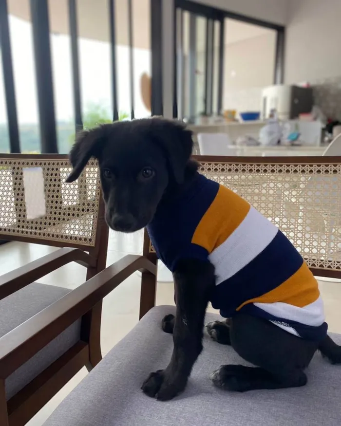 Cachorro raça Srd idade 2 a 6 meses nome Luca
