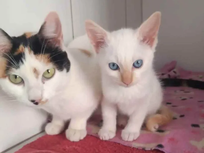 Gato raça SRD idade 7 a 11 meses nome Bianca e Branco