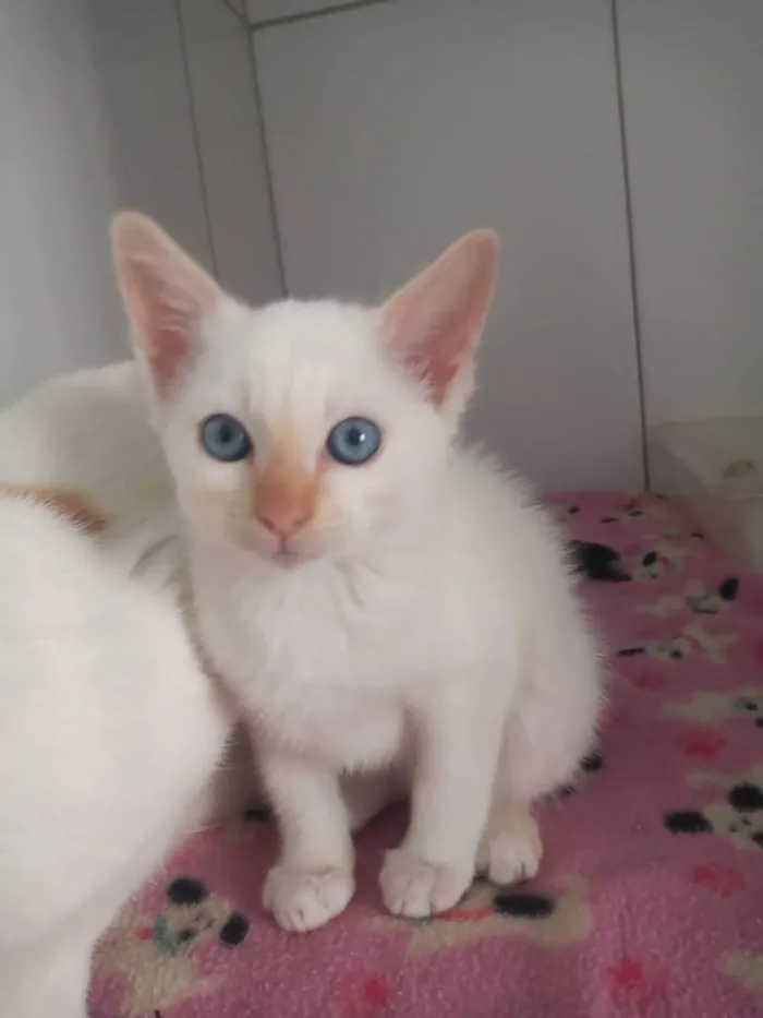 Gato raça SRD idade Abaixo de 2 meses nome Branco