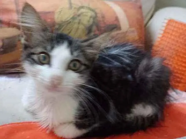 Gato raça Srd idade 2 a 6 meses nome Analua