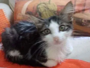 Gato raça Srd idade 2 a 6 meses nome Analua