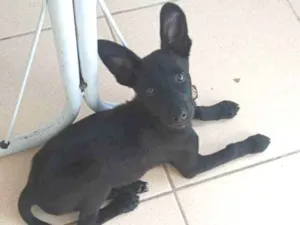 Cachorro raça Sem raça definida idade 2 a 6 meses nome Agatha