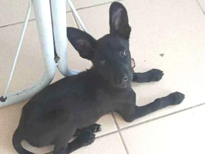 Cachorro ra a Sem raça definida idade 2 a 6 meses nome Agatha