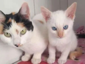 Gato raça SRD idade 7 a 11 meses nome Bianca e Branco