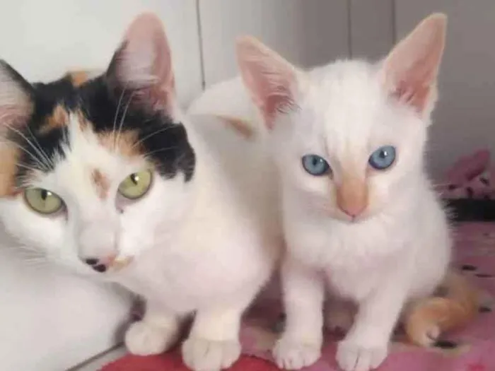 Gato raça SRD idade 7 a 11 meses nome Bianca e Branco