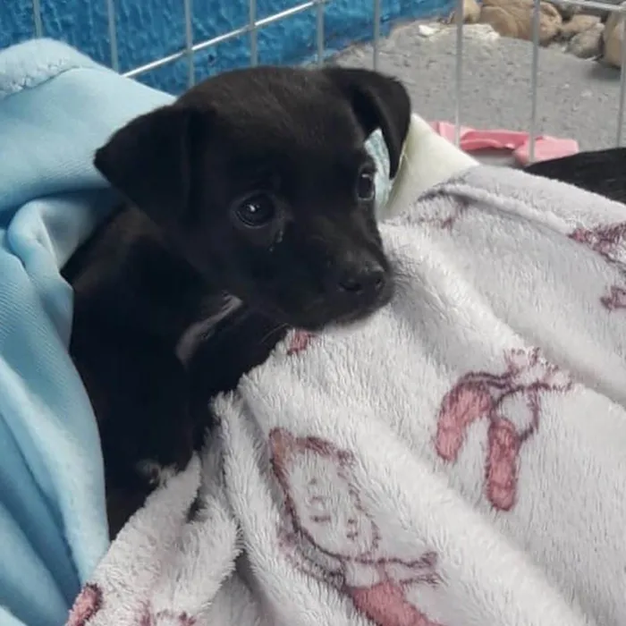 Cachorro ra a  idade 2 a 6 meses nome Não sei 