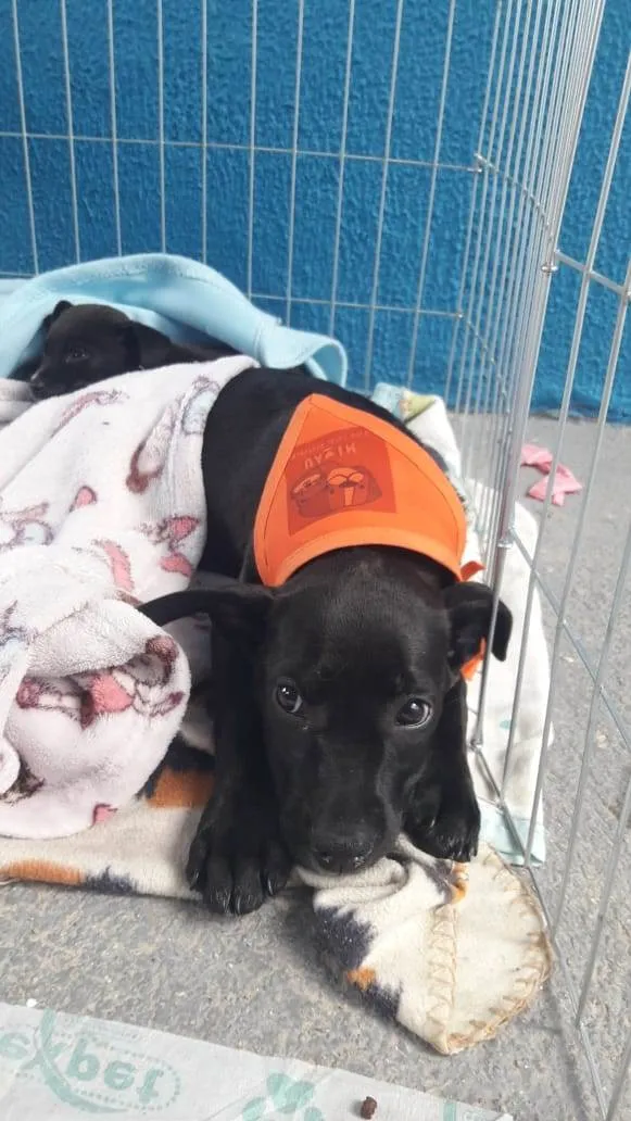 Cachorro ra a  idade 2 a 6 meses nome Não sei 