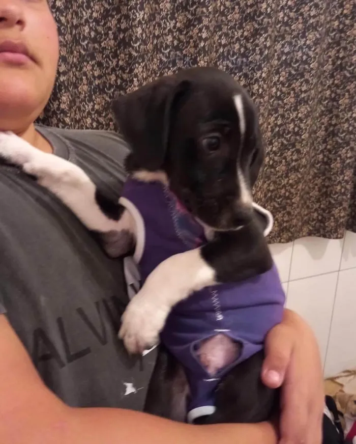 Cachorro ra a  idade 2 a 6 meses nome Não sei 