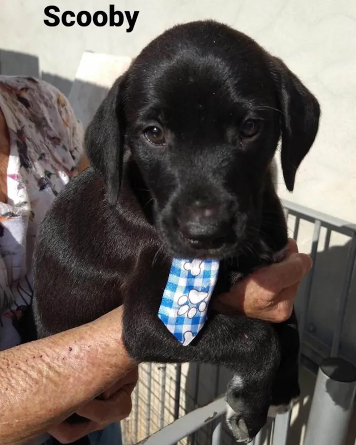 Cachorro ra a  idade 2 a 6 meses nome Não sei 