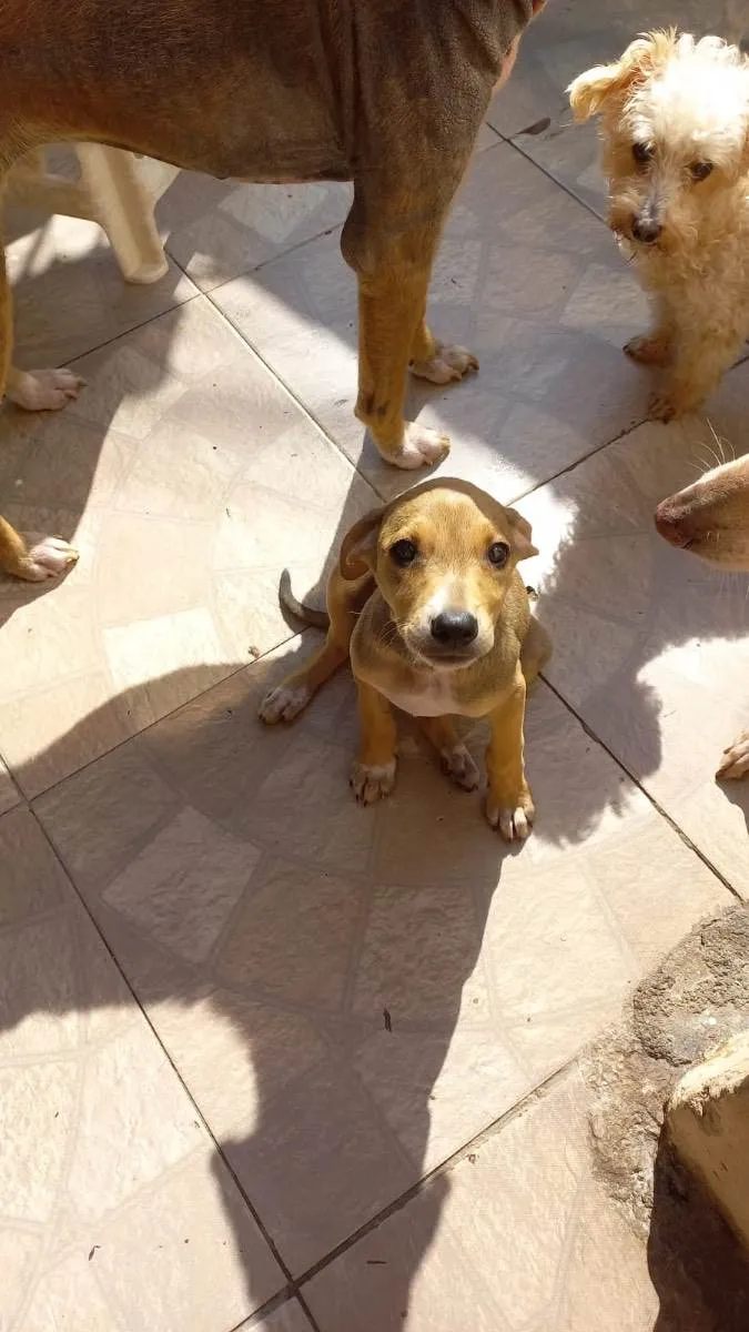 Cachorro ra a  idade 2 a 6 meses nome Não sei 