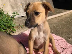 Cachorro raça SRD idade 2 a 6 meses nome Gaia