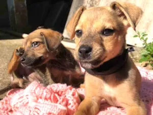 Cachorro raça SRD idade 2 a 6 meses nome Blue