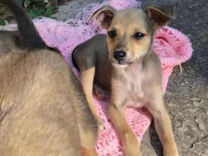 Cachorro raça SRD idade 2 a 6 meses nome Luna