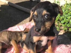 Cachorro raça SRD idade 2 a 6 meses nome Max