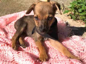 Cachorro raça SRD idade 2 a 6 meses nome Scar