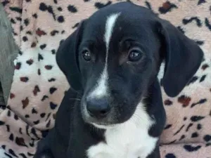 Cachorro raça  idade 2 a 6 meses nome Não sei 