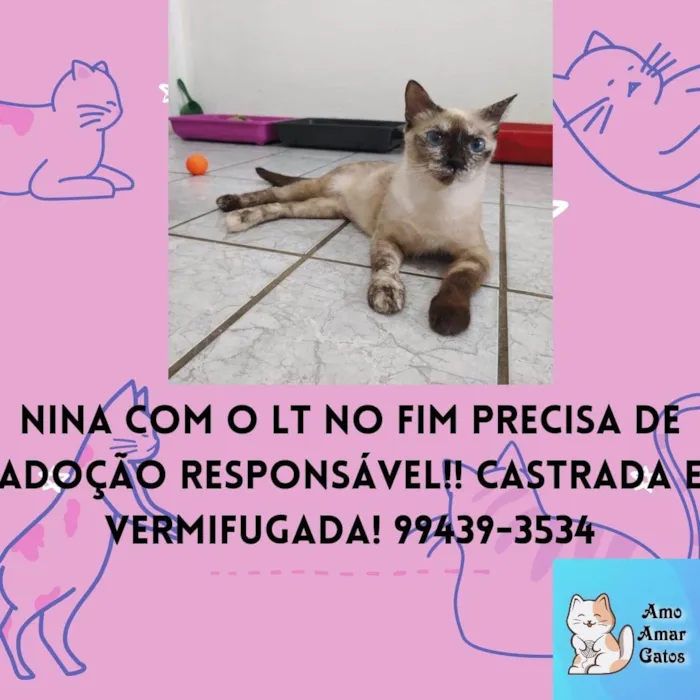 Gato ra a Siamesa diluída idade 1 ano nome Nina