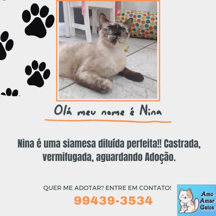 Gato ra a Siamesa diluída idade 1 ano nome Nina