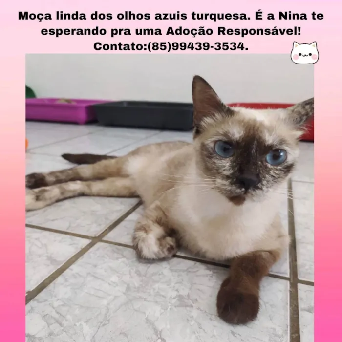 Gato ra a Siamesa diluída idade 1 ano nome Nina