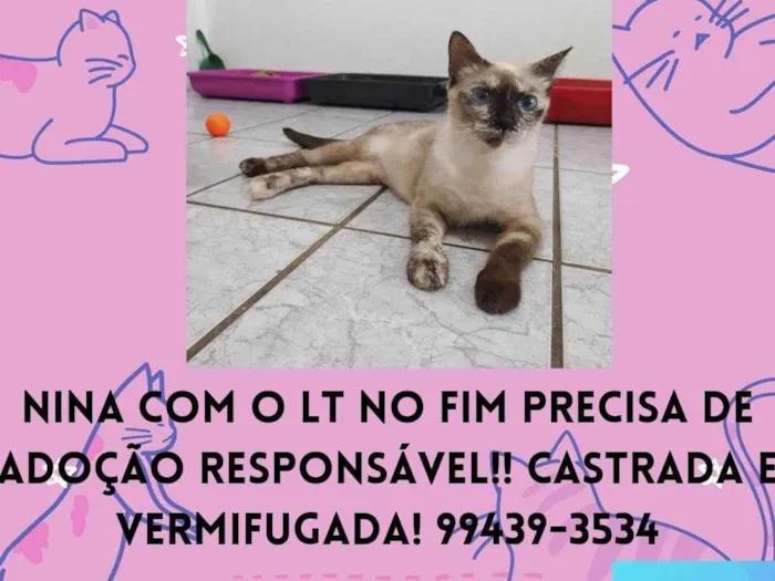 Gato ra a Siamesa diluída idade 1 ano nome Nina