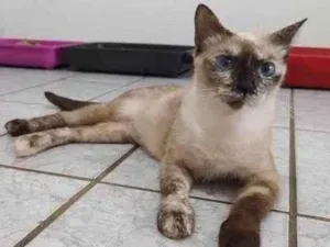 Gato raça Siamesa diluída idade 1 ano nome Nina