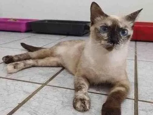 Gato ra a Siamesa diluída idade 1 ano nome Nina